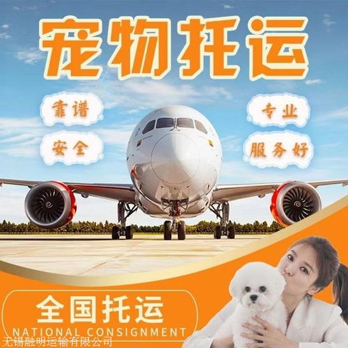 2026年安庆潜山宠物托运指南 客车托运与专业票务代理服务详解